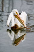 American white pelican soiled by oil oil spill,pollution,marine pollution,oil,slick,crude,wildlife,conservation,disaster,reflection,graceful,water surface,birds,bird,threats,environmental,Aves,Birds,Ciconiiformes,Herons Ibises Storks and