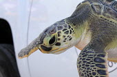 Young turtle turtle,being held,close up,young,turtles,sea turtles,reptiles