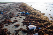 Litter on the beach pollution,marine pollution,plastics,plastic bottles,cans,strand line,trash,rubbish,sargassum,shore,beach,shoreline