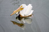 American white pelican soiled by oil oil spill,pollution,marine pollution,oil,slick,crude,wildlife,conservation,disaster,reflection,graceful,water surface,birds,bird,threats,environmental,Aves,Birds,Ciconiiformes,Herons Ibises Storks and