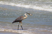 Heron with fish heron,predator,prey,fish,fishing,beach,shallows,waves,birds,bird