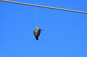 Bird entangled in fishing line pollution,marine pollution,wire,fishing,gear,discarded,monofilament,fishing line,threat