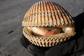 Large clam clam,large,being held,shell,bivalve,mollusc