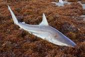 Shark stranded on beach shark,stranded,beach,sargassum,strand line,diagonal,fins,texture,fish,elasmobranch,elasmobranchs