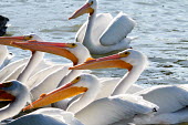 Eager looks abounded as the white pelicans clamorred around the opening to Katie's Fish House on Galveston Island large,bird,wingspan,flock,group,feeding,birds,Aves,Birds,Ciconiiformes,Herons Ibises Storks and Vultures,Chordates,Chordata,Pelicans and Cormorants,Pelecaniformes,Pelecanidae,Pelicans,Fresh water,IUCN