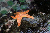 A starfish in a tidal pool, one of the few fortunate that had not succumbed to Sea Star Decline. starfish,pool,rockpool,orange,colourful,water,coast,coastal,drips,fish