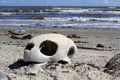 Born of the land but living offshore their entire lives, sometimes the final resting place is once again to find the beach. skull,skeleton,bones,beach,washed up,strand line,death,sea turtle,gulf,turtles,turtle,Chordates,Chordata,Sea Turtles,Cheloniidae,Turtles,Testudines,Reptilia,Reptiles,Atlantic,Animalia,Aquatic,Coastal,