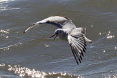 Gull dropping fish in flight feeding,drop,gull,fish,predator,prey,birds