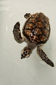 Young turtle young,turtle,swimming,sea turtle,reptiles