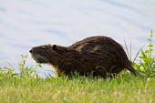 Coypu - non-native species in the United States non-native,introduced,pest,wetlands,water,feeding,adult,whiskers,rat,nutria,river rat,Chordates,Chordata,Rodents,Rodentia,Mammalia,Mammals,Herbivorous,Fresh water,Streams and rivers,Terrestrial,Animal