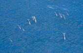 Pod of dolphins swimming aerial,marine,life,swimming,pod,blue