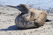 Shorebird sitting on beach shore,bird,sitting,beach,seaweed,resting,eyes closed,birds