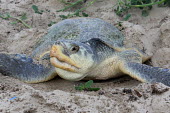 Nesting female Kemp's ridley turtle, nicknamed "Mij", laying 116 eggs on Galveston's East Beach nest,nesting,covering,eggs,sand,beach,Texas coast,dig,digging,adult,female,turtles,sea turtles,reptiles,reptile,Turtles,Testudines,Chordates,Chordata,Reptilia,Reptiles,Sea Turtles,Cheloniidae,Ocean,Ca
