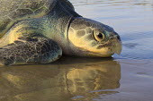 Kemps ridley turtle returning to the sea sea turtle,beach,reflections,nesting,West End beach,reproduction,tag,tagged,scientific research,sea,marine,turtles,turtle,reptiles,reptile,Turtles,Testudines,Chordates,Chordata,Reptilia,Reptiles,Sea T