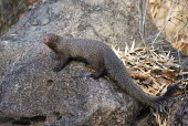Ruddy mongoose on rock Ruddy mongoose,mongoose,mongooses,Herpestes smithii,Herpestes,smithii,Animalia,Chordata,Mammalia,Carnivora,Herpestidae,Least Concern,adult,camouflage,rock,Wild