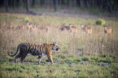 Bengal tigress being watched by chital/spotted deer (Axis axis) while walking across meadow tiger,tigers,tigress,Bengal,big cat,big cats,cat,cats,carnivore,carnivores,predators,predator,India,Asia,Panthera,tigris,Panthera tigris,walking,shallow focus,negative space,subspecies,adult,female,Pa