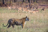 Bengal tigress being watched by chital/spotted deer (Axis axis) in meadow tiger,tigers,tigress,Bengal,big cat,big cats,cat,cats,carnivore,carnivores,predators,predator,India,Asia,Panthera,tigris,Panthera tigris,walking,shallow focus,negative space,subspecies,adult,female,Pa