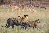 Bengal tiger mother with cub and chital/spotted deer (Axis axis) watching each other in meadow tiger,tigers,tigress,Bengal,big cat,big cats,cat,cats,carnivore,carnivores,predators,predator,India,Asia,Panthera,tigris,Panthera tigris,walking,shallow focus,negative space,subspecies,adult,female,Pa
