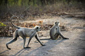 Hanuman langur monkeys (Semnopithecus entellus) at dawn Northern plains gray langur,Bengal hanuman langur,monkey,monkeys,langur,langurs,Animalia,Chordata,Mammalia,Primates,Cercopithecidae,Semnopithecus entellus,Semnopithecus,entellus,shallow focus,negative