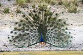 Indian peacock (Pavo cristatus) (male) in courtship display at edge of pool blue peacock,blue peafowl,common peacock,common peafowl,peafowl,Indian peacock,peacock,peacocks,display,courtship,adult,male,water,edge,pool,water's,feather,feathers,eye-spot,eye-spots,Pavo cristatus,