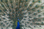 Indian peacock (Pavo cristatus) (male) in courtship display blue peacock,blue peafowl,common peacock,common peafowl,peafowl,Indian peacock,peacock,peacocks,display,courtship,adult,male,water,edge,pool,water's,feather,feathers,eye-spot,eye-spots,calling,colour,