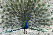 Indian peacock (Pavo cristatus) (male) in courtship display blue peacock,blue peafowl,common peacock,common peafowl,peafowl,Indian peacock,peacock,peacocks,display,courtship,adult,male,water,edge,pool,water's,feather,feathers,eye-spot,eye-spots,Pavo cristatus,