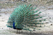 Indian peacock (Pavo cristatus) (male) in courtship display blue peacock,blue peafowl,common peacock,common peafowl,peafowl,Indian peacock,peacock,peacocks,display,courtship,adult,male,water,edge,pool,water's,feather,feathers,eye-spot,eye-spots,Pavo cristatus,