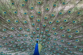 Indian peacock (Pavo cristatus) (male) in courtship display blue peacock,blue peafowl,common peacock,common peafowl,peafowl,Indian peacock,peacock,peacocks,display,courtship,adult,male,water,edge,pool,water's,feather,feathers,eye-spot,eye-spots,calling,colour,