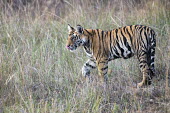 Bengal tiger (Panthera tigris tigris) cub in long grasses tiger,tigers,Bengal,big cat,big cats,cat,cats,carnivore,carnivores,predators,predator,India,Asia,Panthera,tigris,Panthera tigris,negative space,subspecies,young,cub,Panthera tigris tigris,meadow,lick,