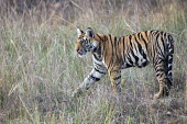 Bengal tiger (Panthera tigris tigris) cub in long grasses tiger,tigers,Bengal,big cat,big cats,cat,cats,carnivore,carnivores,predators,predator,India,Asia,Panthera,tigris,Panthera tigris,negative space,subspecies,young,cub,Panthera tigris tigris,meadow,lick,
