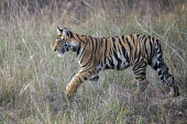 Bengal tiger (Panthera tigris tigris) cub in long grasses tiger,tigers,Bengal,big cat,big cats,cat,cats,carnivore,carnivores,predators,predator,India,Asia,Panthera,tigris,Panthera tigris,negative space,subspecies,young,cub,Panthera tigris tigris,meadow,Benga