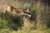 Chital/spotted deer (Axis axis) (female) leaping over ditch chital,chitals,spotted deer,deer,axis,female,adult,meadow,jump,jumping,action,movement,leap,leaping,stretch,Axis axis,Wild,Chordates,Chordata,Mammalia,Mammals,Cervidae,Deer,Even-toed Ungulates,Artioda