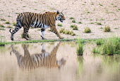 Bengal tigress (Panthera tigris tigris) walking along edge of pool tiger,tigers,tigress,Bengal,big cat,big cats,cat,cats,carnivore,carnivores,predators,predator,India,Asia,Panthera,tigris,Panthera tigris,negative space,adult,female,subspecies,Panthera tigris tigris,w
