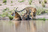 Bengal tiger (Panthera tigris tigris) mother with cubs at edge of pool tiger,tigers,tigress,Bengal,big cat,big cats,cat,cats,carnivore,carnivores,predators,predator,India,Asia,Panthera,tigris,Panthera tigris,adult,female,subspecies,Panthera tigris tigris,walking,water,po