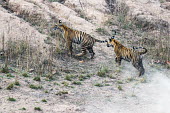 Bengal tiger (Panthera tigris tigris) cubs chasing each other www.JamesWarwick.co.uk tiger,tigers,tigress,Bengal,big cat,big cats,cat,cats,carnivore,carnivores,predators,predator,India,Asia,Panthera,tigris,Panthera tigris,walking,subspecies,Panthera tigris tigris,cub,cubs,young,chase,chasing,play,playing,run,running,speed,dust,Bengal tiger,Wild,Carnivores,Carnivora,Mammalia,Mammals,Chordates,Chordata,Felidae,Cats,Tropical,Appendix I,Carnivorous,Extinct,Temperate,Animalia,Critically Endangered,Endangered,Terrestrial,IUCN Red List
