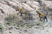 Bengal tiger (Panthera tigris tigris) cubs chasing each other tiger,tigers,tigress,Bengal,big cat,big cats,cat,cats,carnivore,carnivores,predators,predator,India,Asia,Panthera,tigris,Panthera tigris,walking,subspecies,Panthera tigris tigris,cub,cubs,young,play,p