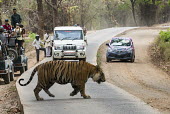 Bengal tiger (Panthera tigris tigris) crossing main road through tiger reserve www.JamesWarwick.co.uk tiger,tigers,Bengal,big cat,big cats,cat,cats,carnivore,carnivores,predators,predator,India,Asia,Panthera,tigris,Panthera tigris,walking,path,track,road,adult,subspecies,forest,crossing,cross,tourists,jeep,jeeps,camera,cameras,big,large,photographers,photographing,watch,watching,Bengal tiger,Wild,Carnivores,Carnivora,Mammalia,Mammals,Chordates,Chordata,Felidae,Cats,Tropical,Appendix I,Carnivorous,Extinct,Temperate,Animalia,Critically Endangered,Endangered,Terrestrial,IUCN Red List