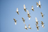 Cattle egrets (Bubulcus ibis) (in breeding plumage) in flight cattle egret,cattle egrets,egret,egrets,Buff-backed heron,herons,flock,flight,in flight,blue sky,wing,wings,outstretched,feathers,adults,Bubulcus,ibis,Bubulcus ibis,Wild,Ciconiiformes,Herons Ibises St