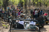 Tourists in jeeps looking for Bengal tigers (Panthera tigris tigris) in sal forest (Shorea robusta) tiger,tigers,Bengal,big cat,big cats,cat,cats,carnivore,carnivores,predators,predator,India,Asia,Panthera,tigris,Panthera tigris,subspecies,Panthera tigris tigris,jeep,jeeps,tourist,industry,busy,watc