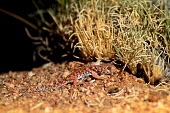 Baby barking gecko in Goegap Nature Reserve Ptenopus garrulus,common barking gecko,barking gecko,gecko,geckos,lizard,lizards,Chordata,Vertebrata,vertebrate,Reptilia,reptile,reptiles,Squamata,Sauria,Gekkota,Gekkonidae,endemic,young,hatchling,bab