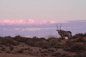 Pink clouds and gourgeous gemsbok Oryx gazella,gemsbok,negative space,habitat,oryx,antelope,antlopes,gazelle,gazelles,horns,sunset,dunes,markings,facial markings,Bovidae,Bison, Cattle, Sheep, Goats, Antelopes,Chordates,Chordata,Mammal