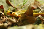 Yellow is the new black for this fire salamander Salamandra salamandra,fire salamander,colour,unusual colour morph,Animalia,Chordata,Amphibia,Caudata,Salamandridae,slamander,salamanders,amphibian,amphibians,Newts,Chordates,Amphibians,Salamanders,Tem
