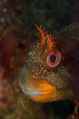 Tompot blenny Tompot blenny,Animalia,Chordata,Actinopterygii,Perciformes,Blenniidae,blenny,blennies,tompot,fish,unusual,red,eye,roundfish,red fish,face,seabed,shallow water,cornwall