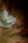 Candy stripe flatworm Platyhelminthes,Rhabditophora,Trepaxonemata,Polycladida,Cotylea,Euryleptoidea,Euryleptidae,invertebrate,invertebrates,white,abstract,shallow focus,underwater,marine,candy,stripes,stripe,seaweed,black,