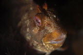 Tompot blenny Tompot blenny,Animalia,Chordata,Actinopterygii,Perciformes,Blenniidae,blenny,blennies,tompot,fish,unusual,red,eye,roundfish,red fish,face,open mouth,teeth,shallow focus,dark background