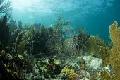 Coral garden coral,underwater,seabed,sea,marine,ocean,garden,visibility,clear,water