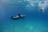 Bottlenose dolphin dolphin,dolphins,swimming,tourist,tourists,lady,snorkel,snorkling,blue,sea,seas,marine,shallow,water,waters,surface,ocean,oceans,swim,Mammalia,Mammals,Oceanic Dolphins,Delphinidae,Cetacea,Whales, Dolp