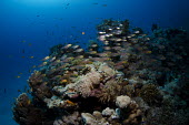 Red sea reefscape coral,corals,underwater,seabed,sea,seas,marine,ocean,visibility,clear,water,fish,fishes,blue