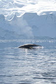 Minke whale at surface Antarctica,whale,cetacean,marine,surface,fin,pectoral fin,ice,snow,cold,sea,oceans,surfacing,iceberg,freezing,frozen,breathing,head,Cetacea,Whales, Dolphins, and Porpoises,Rorquals,Balaenopteridae,Mam