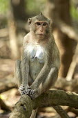 Macaque sitting on a branch_2 Vietnam,Can Gio Biosphere Nature Reserve,Ho Chi Minh City,Macaque,Monkey,primate,mammals,mammal,monkeys,macaques,Cercopithecidae,Old World Monkeys,Mammalia,Mammals,Primates,Chordates,Chordata,Macaca,A